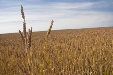 Mavi gökyüzüne karşı buğday tarlası
