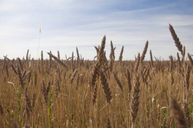 Mavi gökyüzüne karşı buğday tarlası