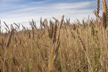 Mavi gökyüzüne karşı buğday tarlası