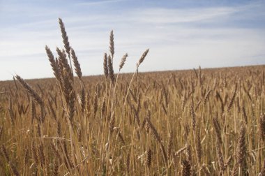 Mavi gökyüzüne karşı buğday tarlası