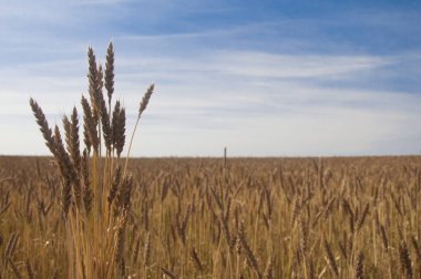 Mavi gökyüzüne karşı buğday tarlası