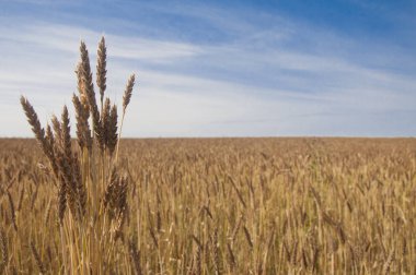 Mavi gökyüzüne karşı buğday tarlası