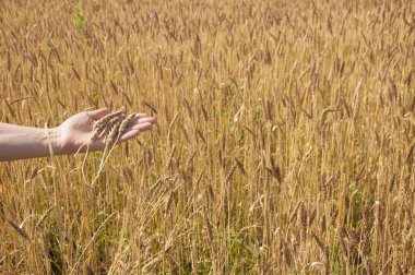 el sarı alana karşı buğday buketi tutun