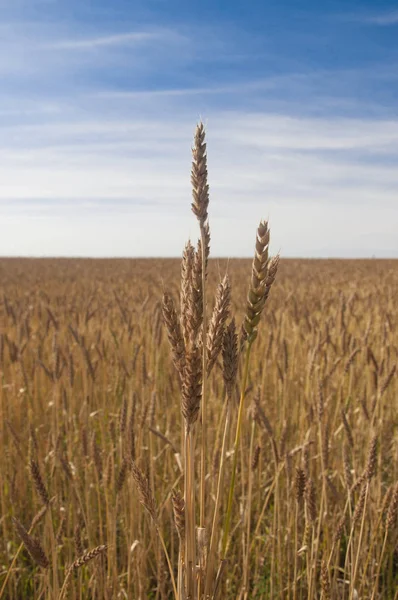 Mavi gökyüzüne karşı buğday tarlası