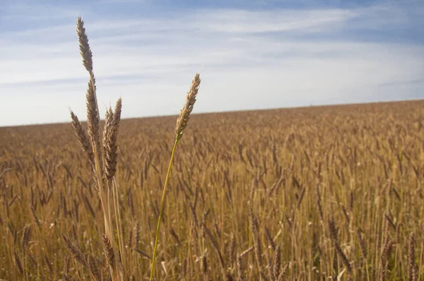 Mavi gökyüzüne karşı buğday tarlası