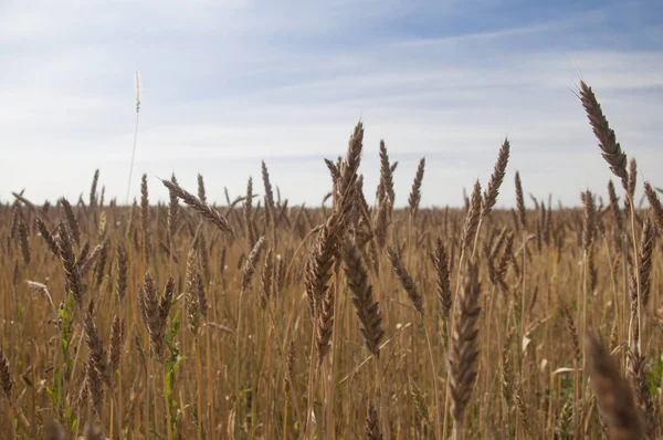 Mavi gökyüzüne karşı buğday tarlası