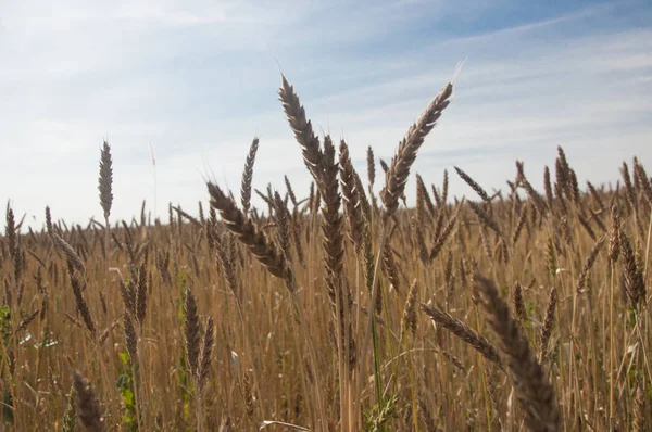 Mavi gökyüzüne karşı buğday tarlası