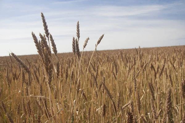 Mavi gökyüzüne karşı buğday tarlası