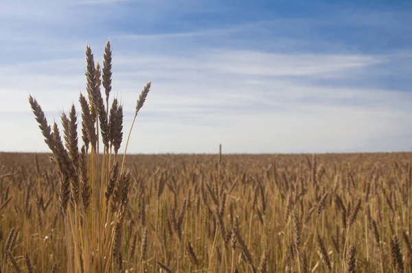 Mavi gökyüzüne karşı buğday tarlası