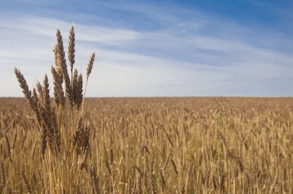 Mavi gökyüzüne karşı buğday tarlası