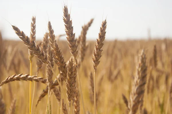 Wheat field against a blue sky — Stock Photo, Image