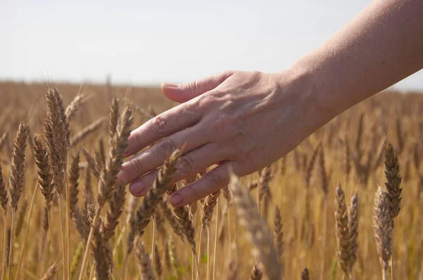 Hand hold the bouquet of the wheat against the yellow field — Stock Photo, Image
