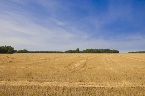 Wheat field after harvest and blue sky — Stock Photo, Image
