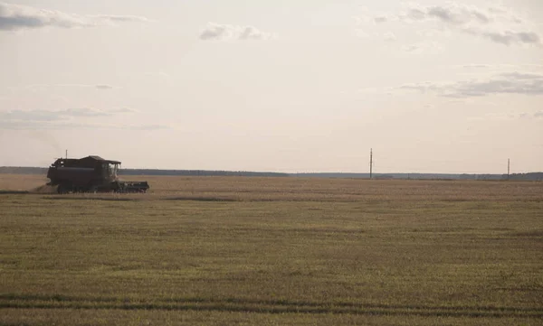 Комбайн збирає зерно пшениці. Тема - сільське господарство — стокове фото