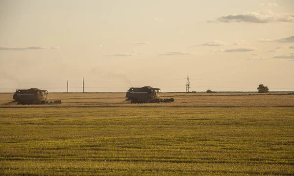 Комбайн збирає зерно пшениці. Тема - сільське господарство — стокове фото