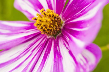 Bahçedeki güzel çiçek