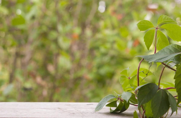 Wilde Traubenzweige mit Blättern auf natürlichen Holzplanken im Sommer — Stockfoto