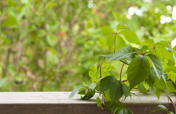 Dzikie winogrona gałęzie z liści na naturalnych drewnianych desek w SUMM — Zdjęcie stockowe