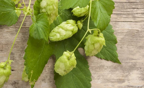 Houblon vert frais sur fond de bois — Photo