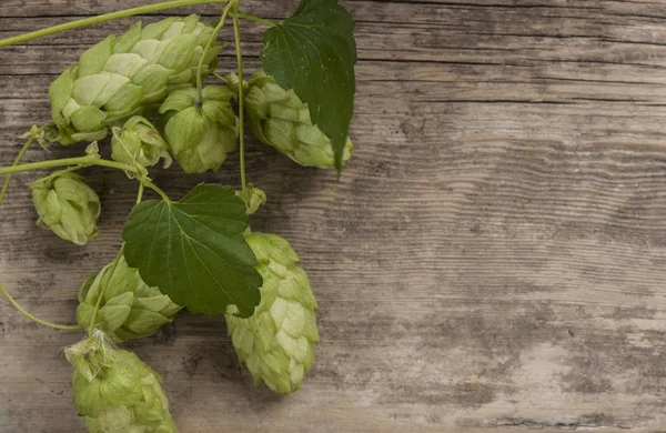 Frischer grüner Hopfen auf einem hölzernen Hintergrund — Stockfoto