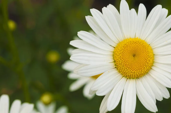 Close-up de uma flor margarida — Fotografia de Stock