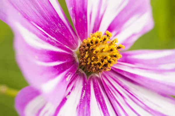 Bela flor no jardim — Fotografia de Stock