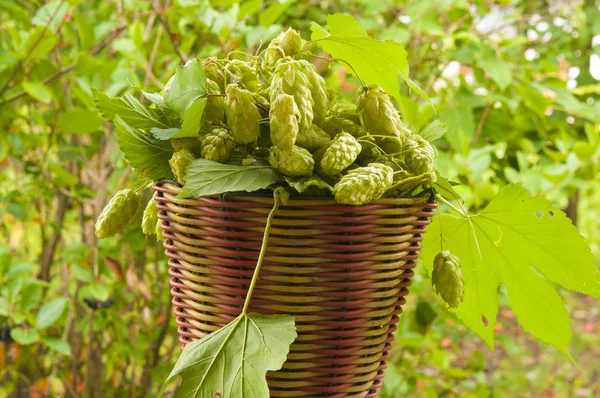 Hop in basket over nature background — Stock Photo, Image
