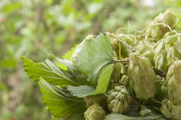 Hop dans le panier sur fond de nature — Photo