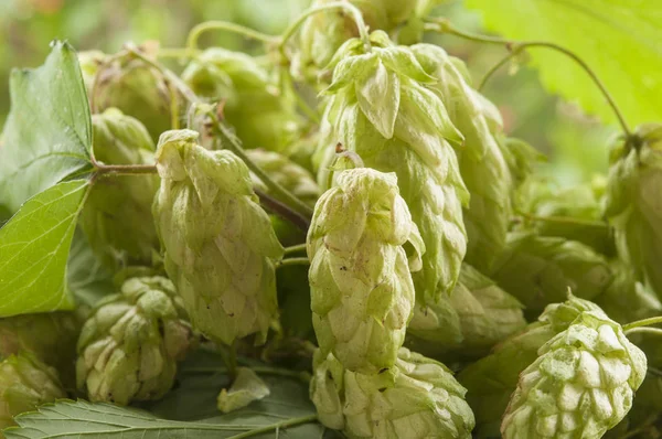 Hop dans le panier sur fond de nature — Photo