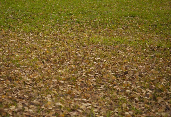 Laubfall in herbstlicher Parklandschaft — Stockfoto