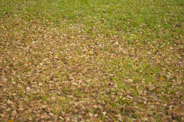 Blad daling van de herfst parklandschap — Stockfoto