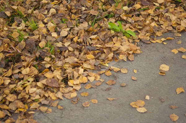 Blad daling van de herfst parklandschap — Stockfoto