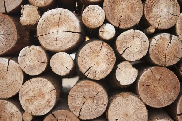 Pile of wood logs stumps for winter