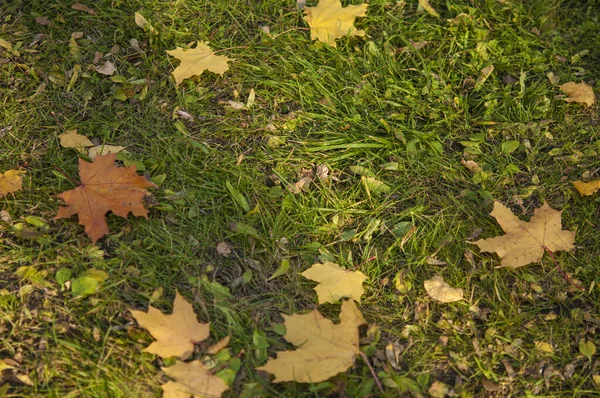 Groen gazon met Herfstbladeren — Stockfoto