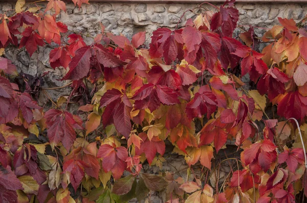 Bright red leaves of wild grapes (ivy) on rustic wooden backgrou — Stock Photo, Image