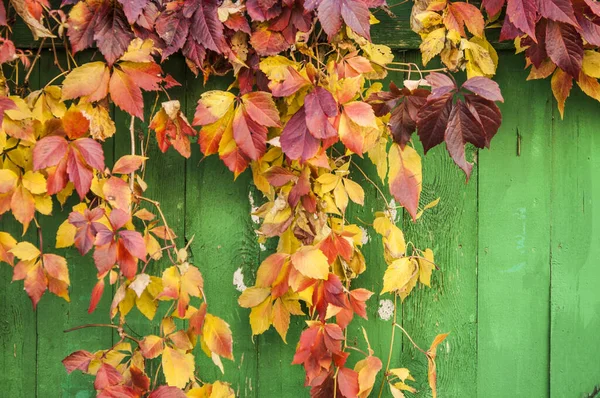 Bright red leaves of wild grapes (ivy) on rustic wooden backgrou — Stock Photo, Image