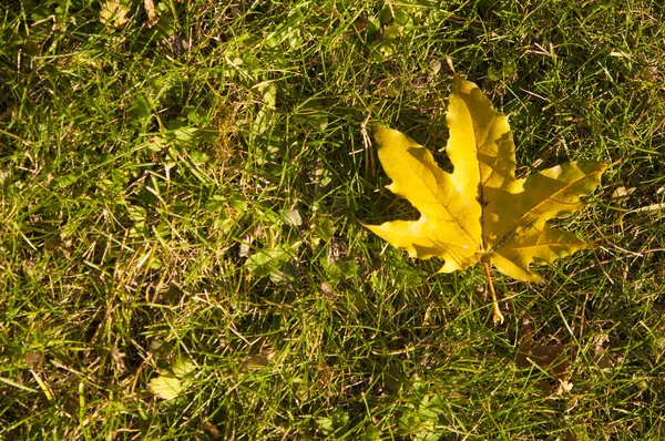 Grüner Rasen mit Herbstblättern — Stockfoto