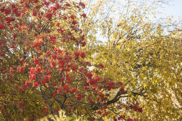 Bush van rijpe Rowan in de herfst. — Stockfoto