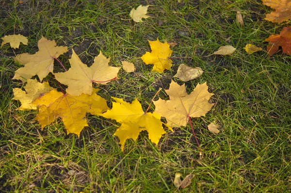 Groen gazon met Herfstbladeren — Stockfoto