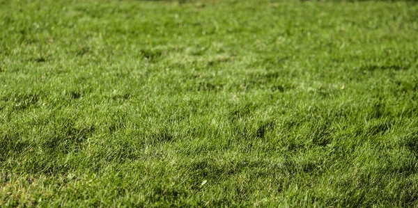 Groene gras textuur van een veld — Stockfoto