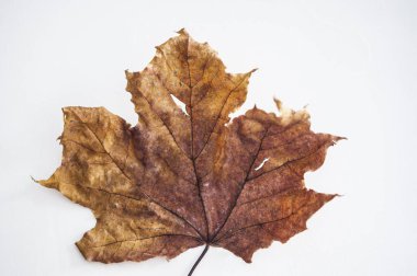 Beyaz arkaplanda sonbahar akçaağaç yaprağı