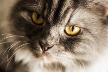 Gri arka planda sevimli pofuduk kedi.