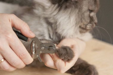 Pençe kırpma kedi. Evcil hayvanlar için tıbbi prosedürler
