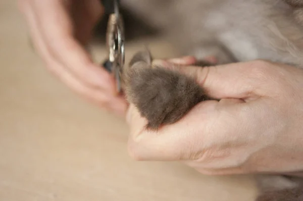 Claw clipping cat. Medical procedures for pets — Stock Photo, Image