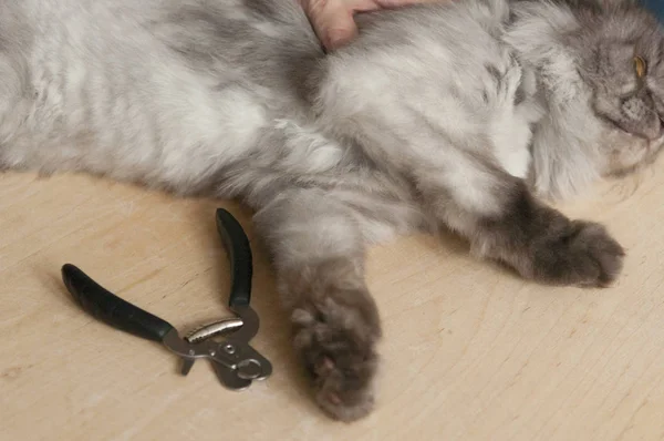 Claw clipping cat. Medical procedures for pets