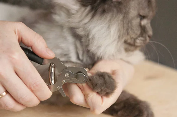 Claw clipping cat. Medical procedures for pets