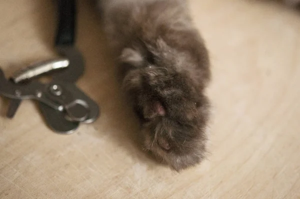 Garra recortando gato. Procedimientos médicos para mascotas —  Fotos de Stock