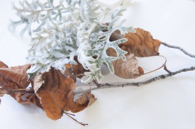 Güzel sonbahar huş dalları birbirine uzanır. Uçan Oran