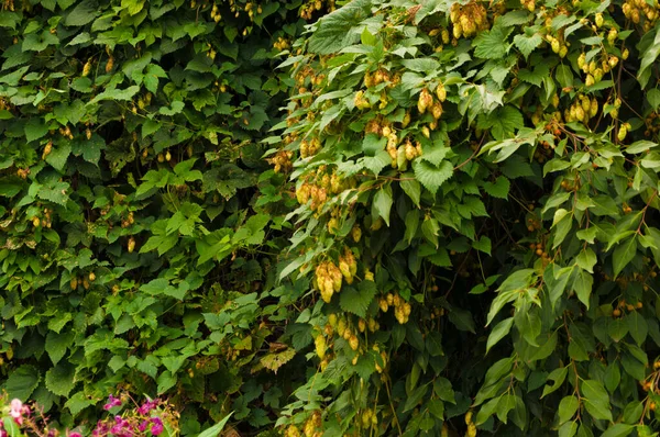 Хмель Цветы Хмелеводства Humulus Lupulus — стоковое фото