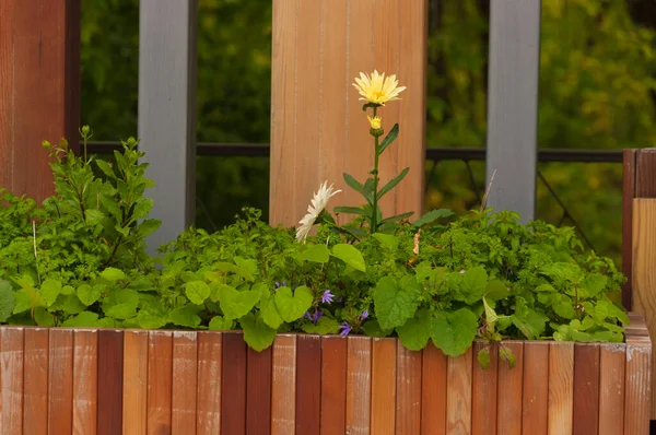 Fiori Aiuola Legno — Foto Stock